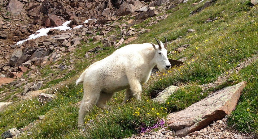 A white mountain goat stands on a grassy incline.